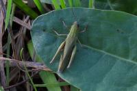 Chorthippus dorsatus