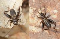 Nemobius sylvestris