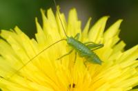 Tettigonia viridissima