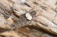 Tetrix ceperoi