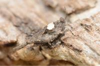 Tetrix ceperoi