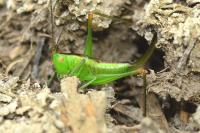 Conocephalus dorsalis