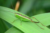 Conocephalus dorsalis