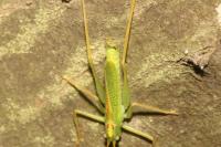 Meconema thalassinum