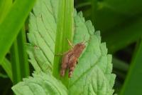 Pezotettix giornae