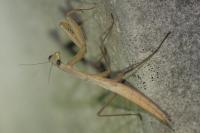Mantis religiosa
