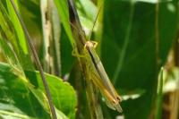 Mecostethus parapleurus