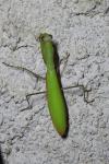 Mantis religiosa