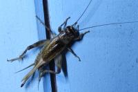 Eumodicogryllus bordigalensis