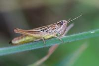 Euchorthippus declivus