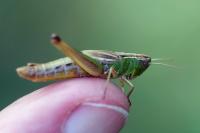Pseudochorthippus parallelus