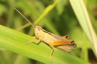Mecostethus parapleurus