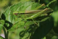 Mecostethus parapleurus