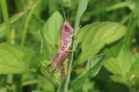 Stethophyma grossum