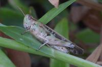 Aiolopus thalassinus