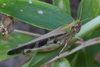 Aiolopus thalassinus