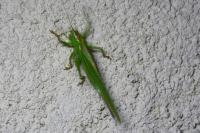 Tettigonia viridissima