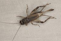Eumodicogryllus bordigalensis