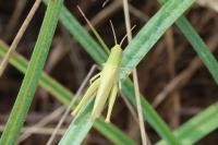 Chorthippus dorsatus