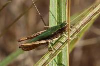 Chorthippus dorsatus