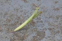 Mantis religiosa