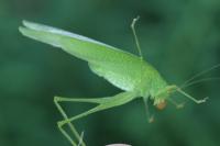Phaneroptera nana