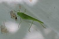 Phaneroptera