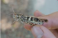 Oedaleus decorus