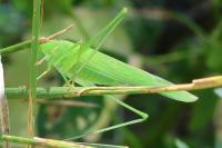 Phaneroptera nana