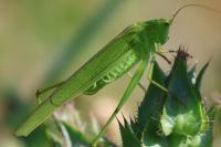Phaneroptera falcata