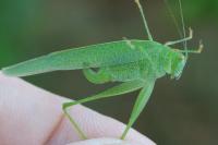 Phaneroptera nana
