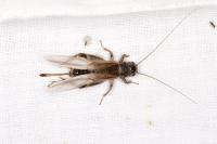Eumodicogryllus bordigalensis