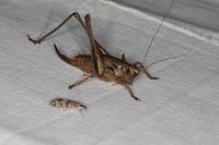Pholidoptera griseoaptera