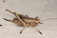 Pholidoptera griseoaptera