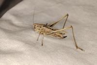 Tessellana tessellata