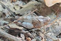 Oedipoda caerulescens
