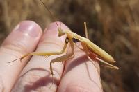 Mantis religiosa