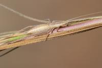 Oecanthus pellucens