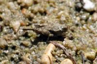 Paratettix meridionalis