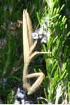 Mantis religiosa