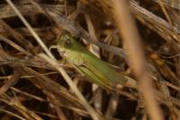 Chorthippus dorsatus