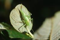 Meconema meridionale