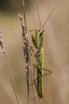 Mantis religiosa