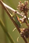 Conocephalus dorsalis
