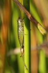 Conocephalus dorsalis