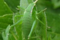 Isophya pyrenaea