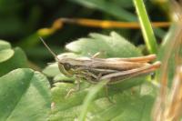 Euchorthippus elegantulus