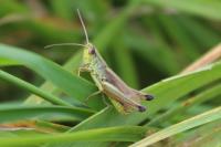 Pseudochorthippus parallelus