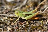 Stenobothrus lineatus