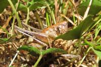 Pholidoptera griseoaptera